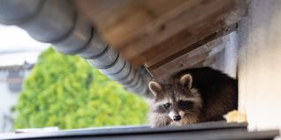 Niedlich, aber kann sehr ästig werden: ein Waschbär. Eventuell ein Fall für den Stadtjäger.